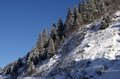 лес на склоне горы