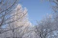Зимняя сказка Зимняя сказка